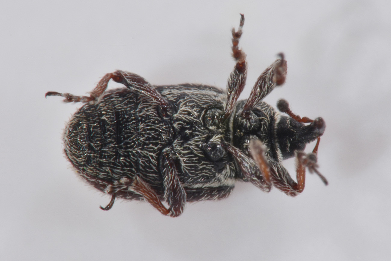 Gymnetron sp?   Sì,  Gymnetron rostellum
